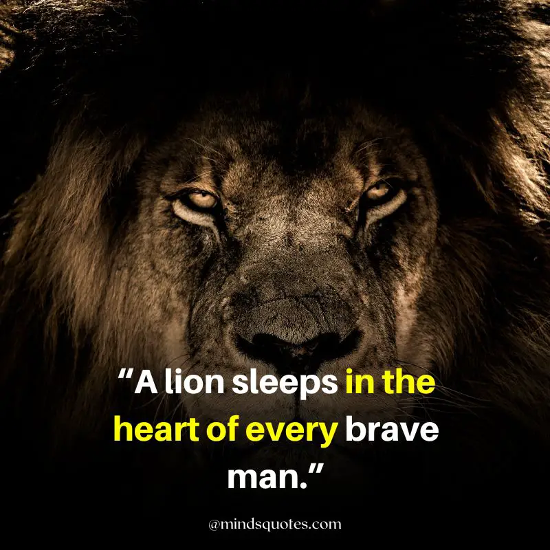 92+ BEST Warrior Lion Quotes on Attitude, Success & Savage 3 strong lion quotes
