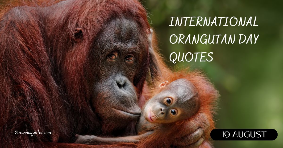 29+ International Orangutan Day Quotes, Wishes & Messages