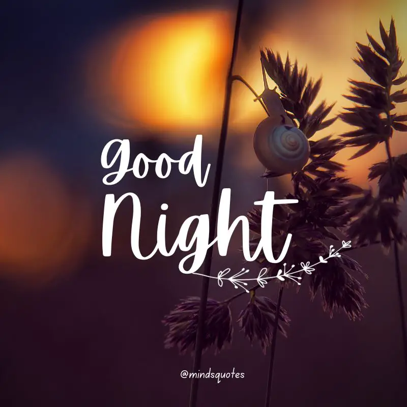 The 187+ BEST Good Night Quotes To Send Before You Sleep 62 Good Night Images