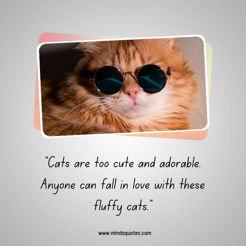 65+ Famous International Cat Day Quotes, Wishes & Messages 17 Happy International Cat Day Greetings