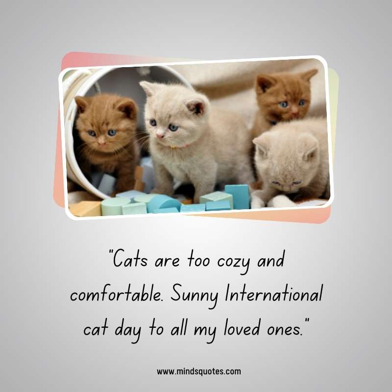 65+ Famous International Cat Day Quotes, Wishes & Messages 18 Happy International Cat Day Greetings