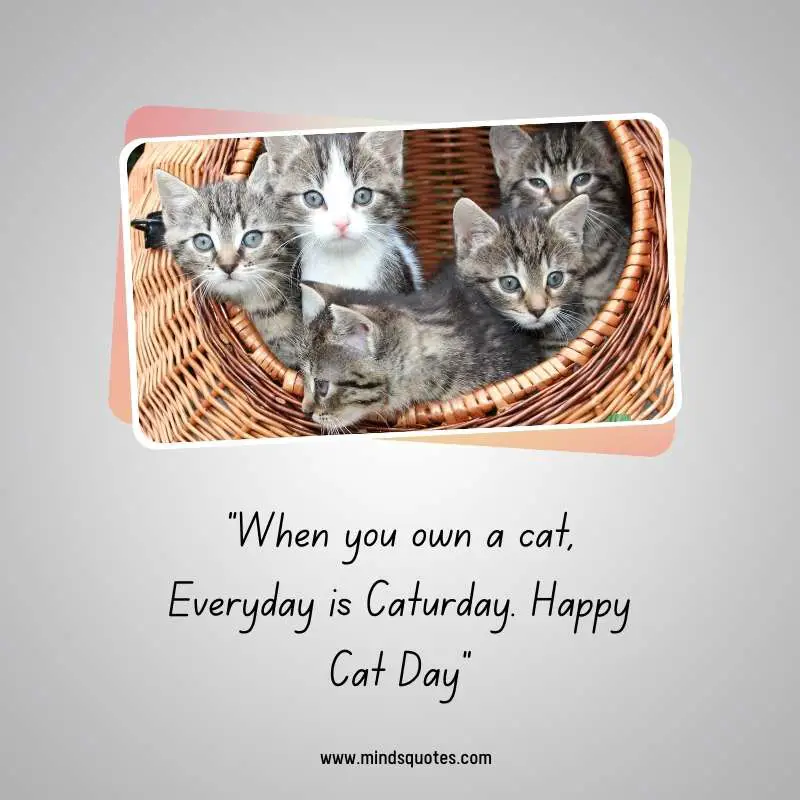 65+ Famous International Cat Day Quotes, Wishes & Messages 19 Happy International Cat Day Greetings