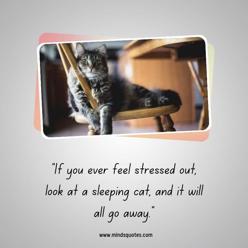 65+ Famous International Cat Day Quotes, Wishes & Messages 16 Happy International Cat Day Greetings