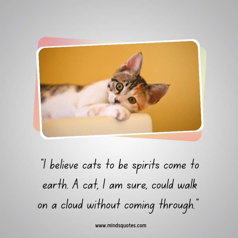65+ Famous International Cat Day Quotes, Wishes & Messages 14 Happy International Cat Day Message