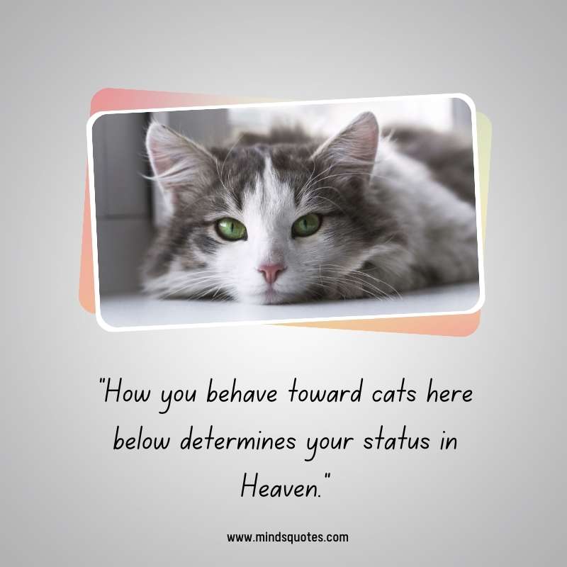 65+ Famous International Cat Day Quotes, Wishes & Messages 13 Happy International Cat Day Message