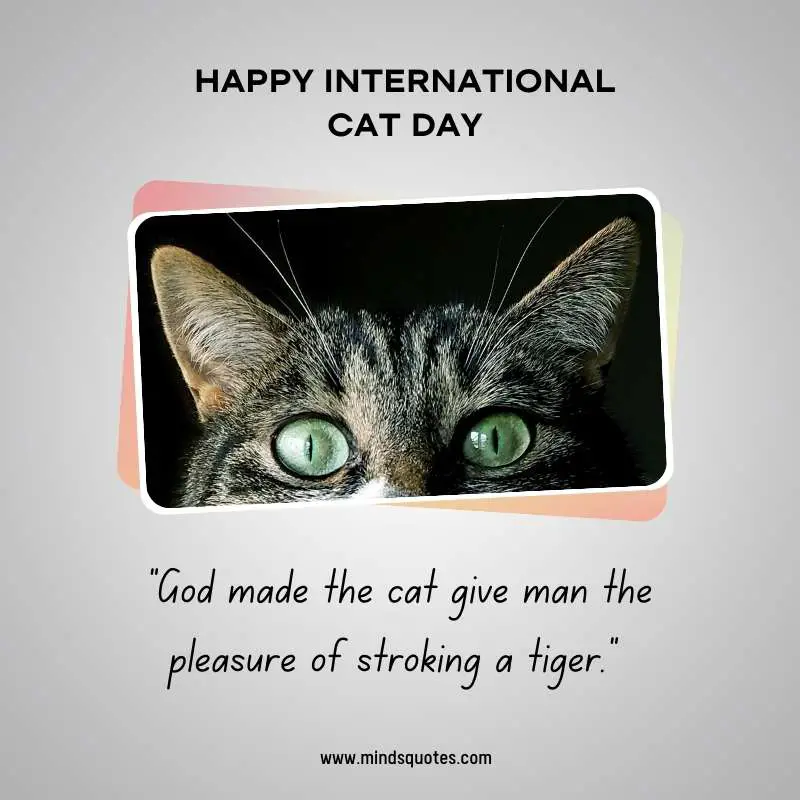 65+ Famous International Cat Day Quotes, Wishes & Messages 4 Happy International Cat Day Quotes