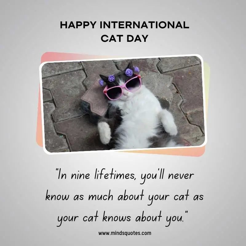 65+ Famous International Cat Day Quotes, Wishes & Messages 3 Happy International Cat Day Quotes