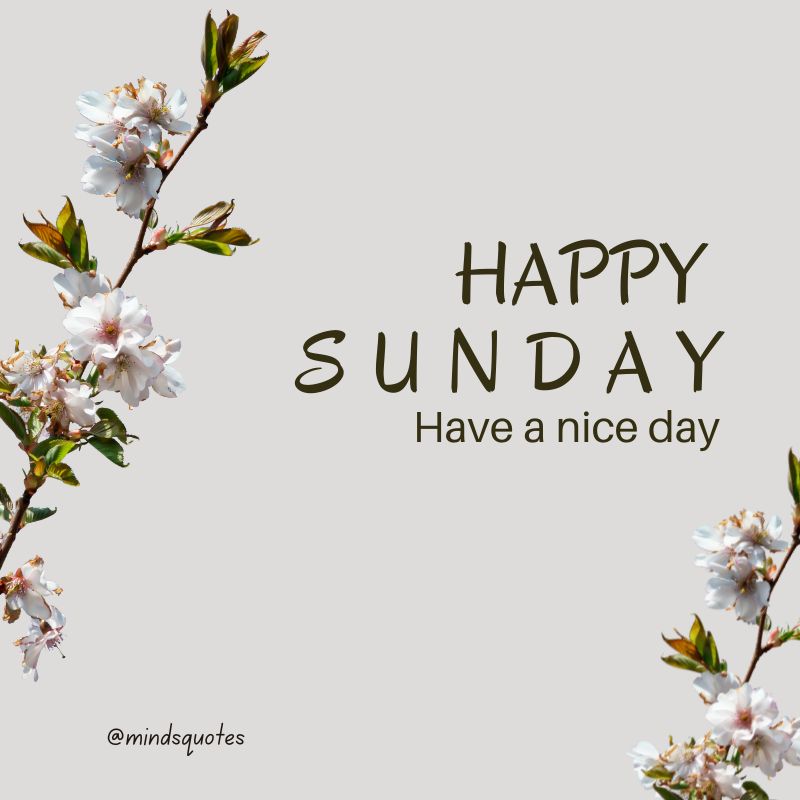 Happy Sunday Have a nice day