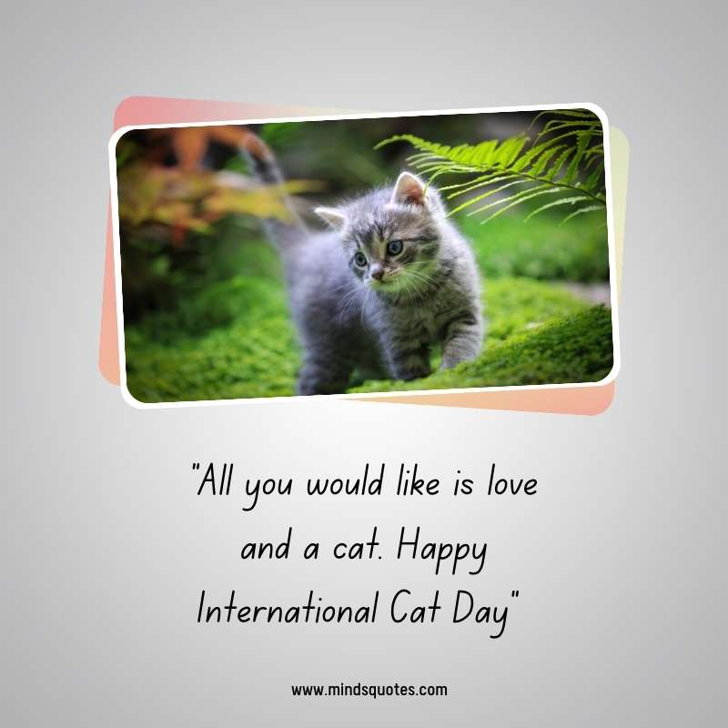 65+ Famous International Cat Day Quotes, Wishes & Messages 15 International Cat Day Greetings