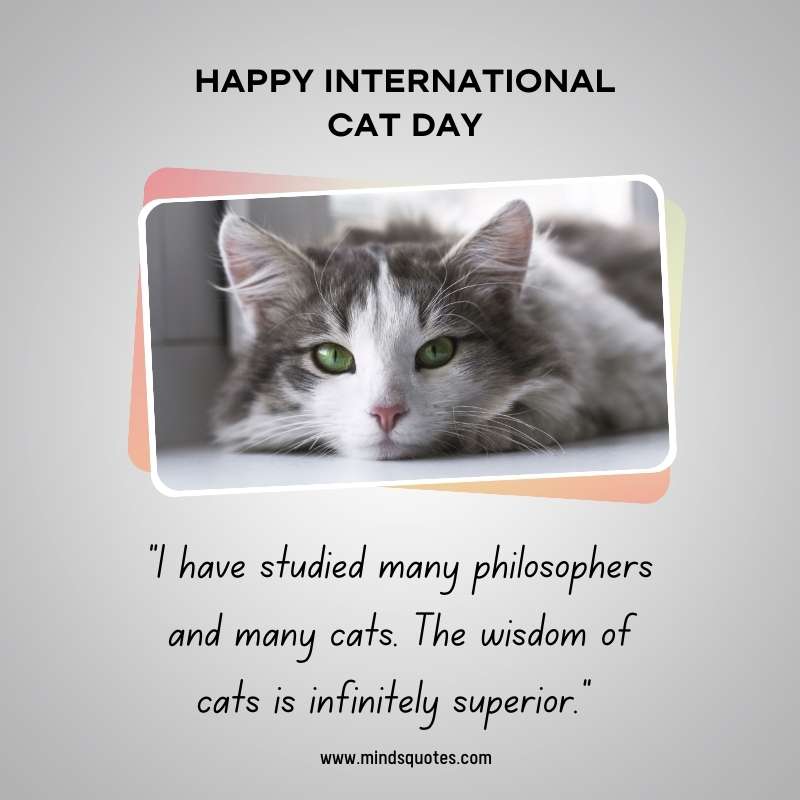 International Cat Day Message