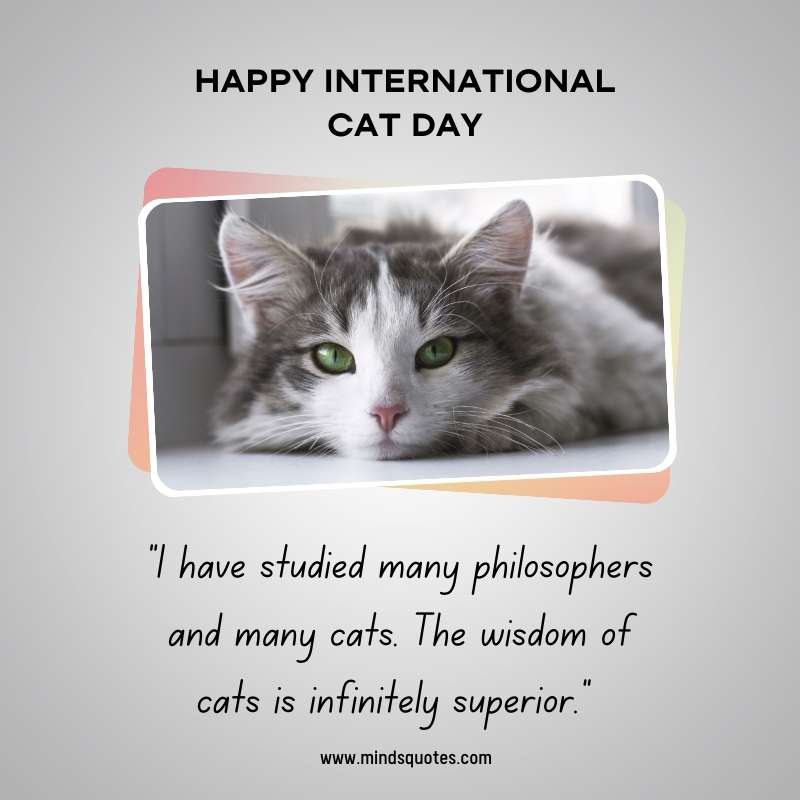 65+ Famous International Cat Day Quotes, Wishes & Messages 12 International Cat Day Message