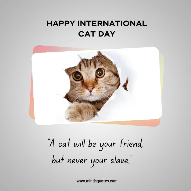 International Cat Day Quotes