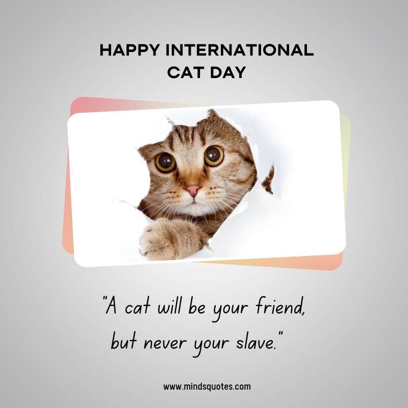 65+ Famous International Cat Day Quotes, Wishes & Messages 2 International Cat Day Quotes