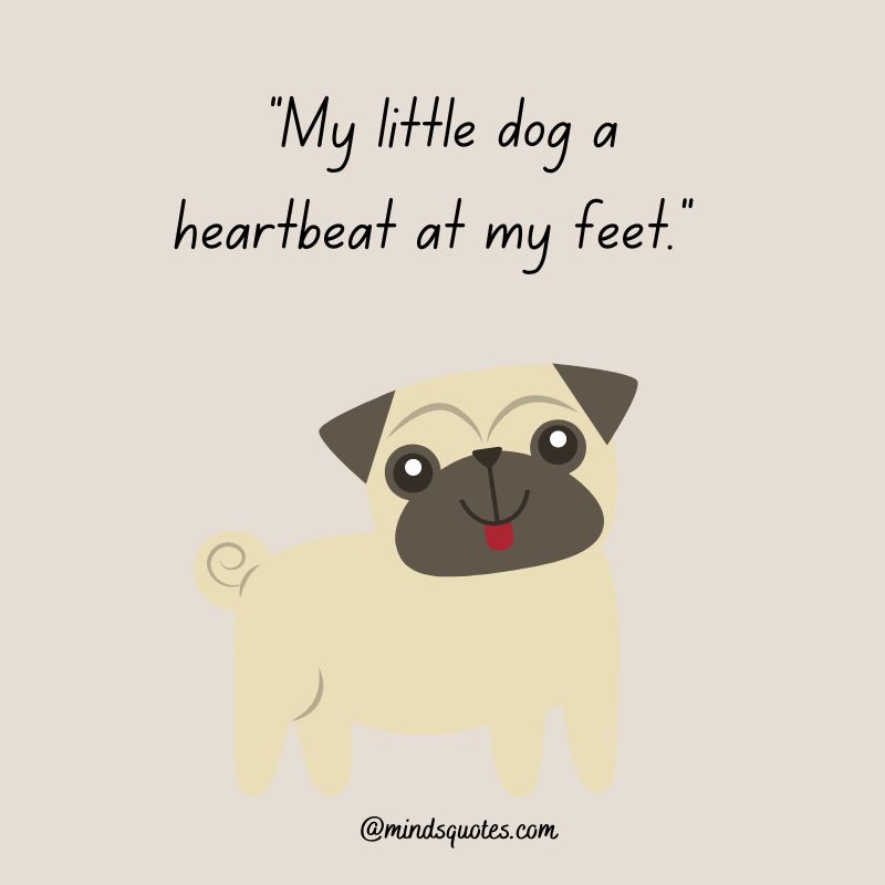 41+ BEST International Dog Day Quotes, Wishes & Messages 8 International Dog Day Messages