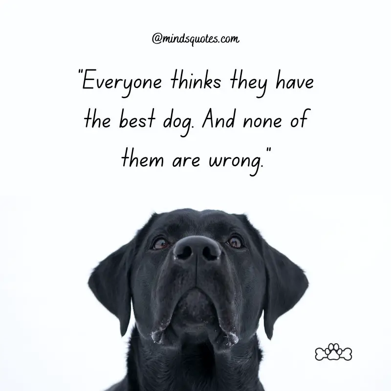 41+ BEST International Dog Day Quotes, Wishes & Messages 3 International Dog Day Quotes 2022