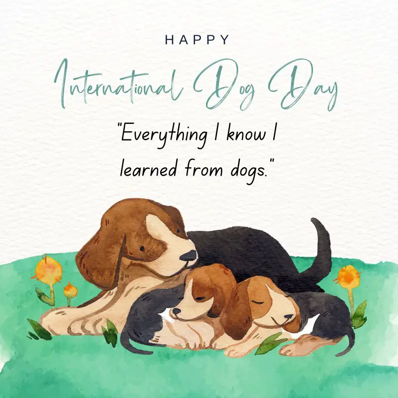 41+ BEST International Dog Day Quotes, Wishes & Messages 2 International Dog Day Quotes