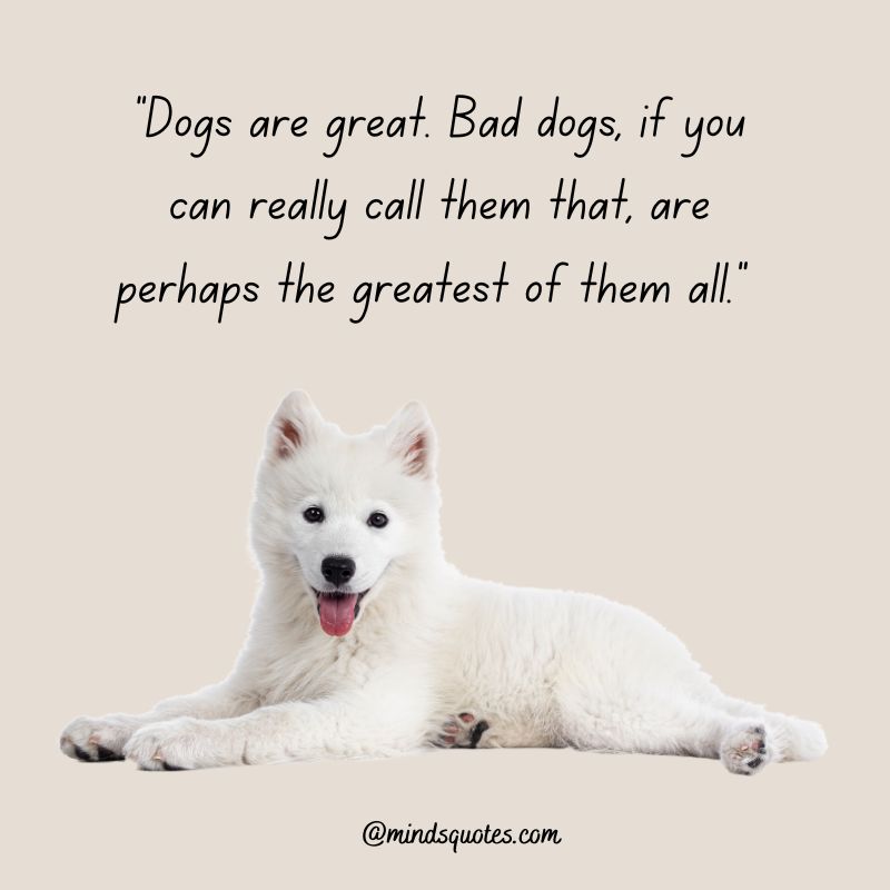 41+ BEST International Dog Day Quotes, Wishes & Messages 7 International Dog Day Wishes