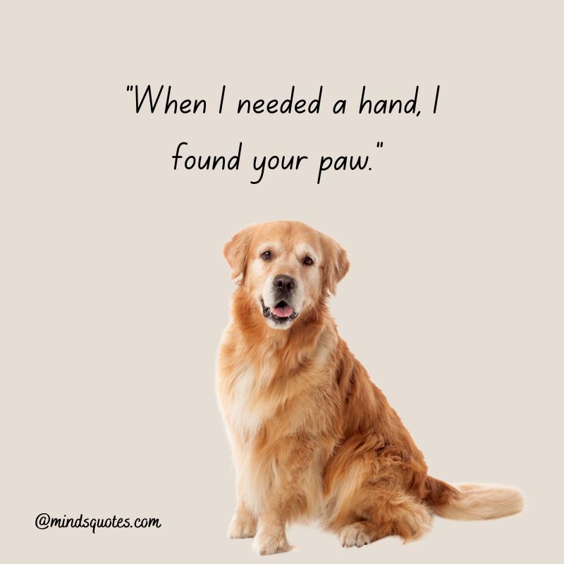 41+ BEST International Dog Day Quotes, Wishes & Messages 6 International Dog Day Wishes