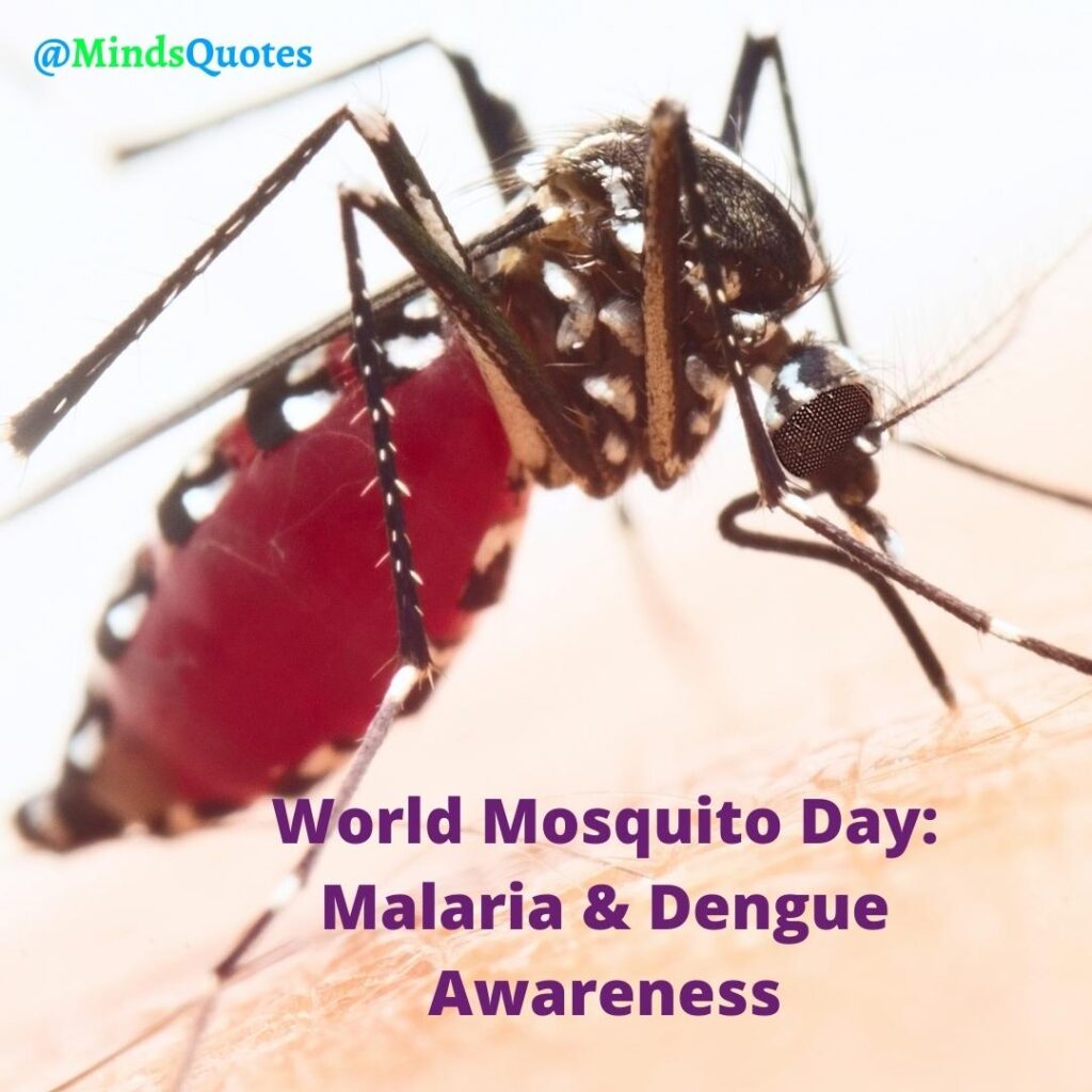 34+ Most Important World Mosquito Day Quotes & Messages 5 World Mosquito Day: Malaria & Dengue Awareness Slogans