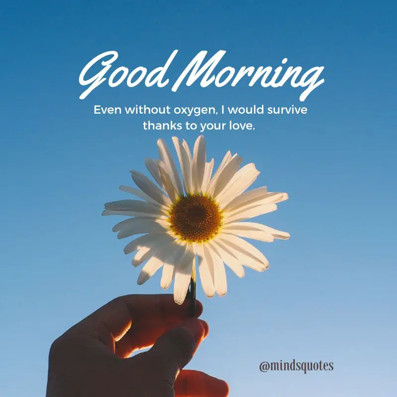 261+ BEST Good Morning Quotes for Inspire your Full day 20 Good Morning Quotes for Love