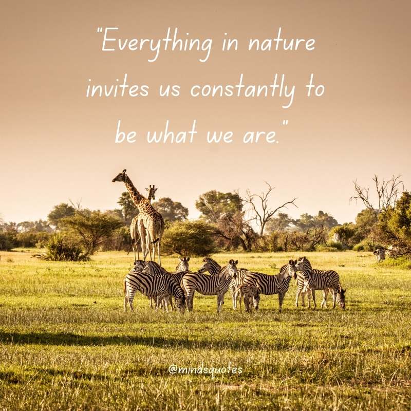 52+ Popular National Wildlife Day Quotes, Wishes, Messages