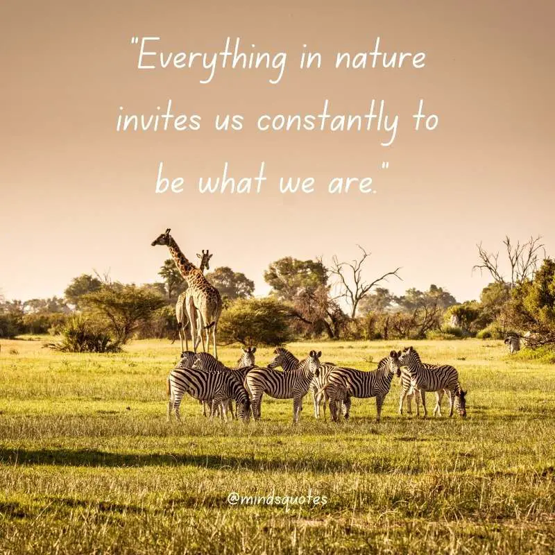 52+ Popular National Wildlife Day Quotes, Wishes, Messages 2 National Wildlife Day Quotes