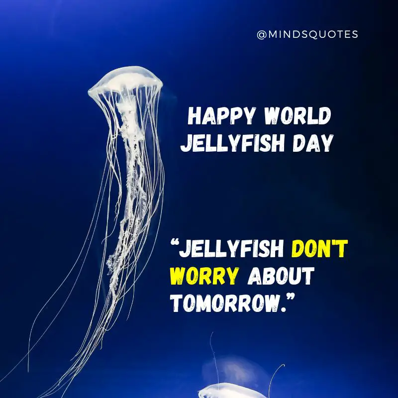 32 BEST World Jellyfish Day Quotes, Messages & Wishes 8 World Jellyfish Day Wishes