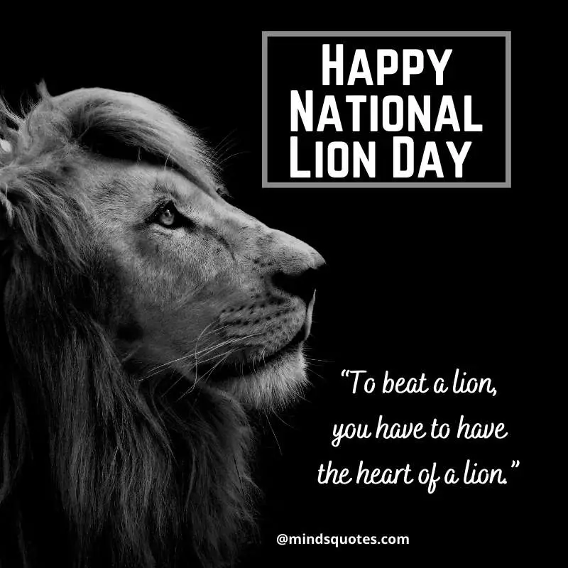 55+ Famous National Lion Day Quotes, Wishes & Messages 6 Happy National Lion Day Quotes