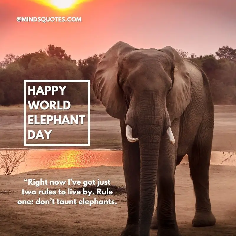 45 + Famous World Elephant Day Quotes, Wishes & Messages 7 Happy World Elephant Day Quotes