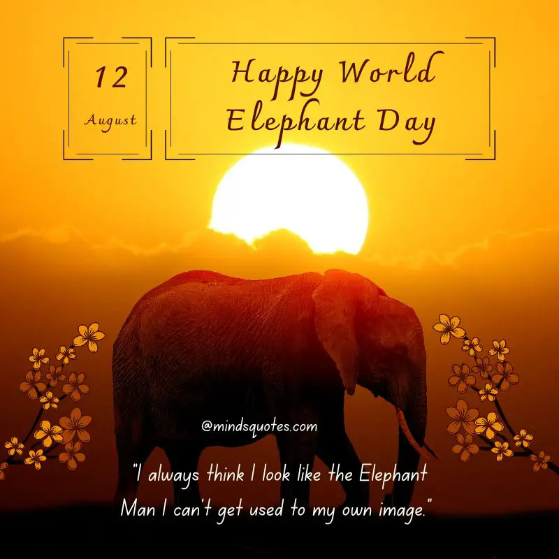 45 + Famous World Elephant Day Quotes, Wishes & Messages 9 Happy World Elephant Day Wishes