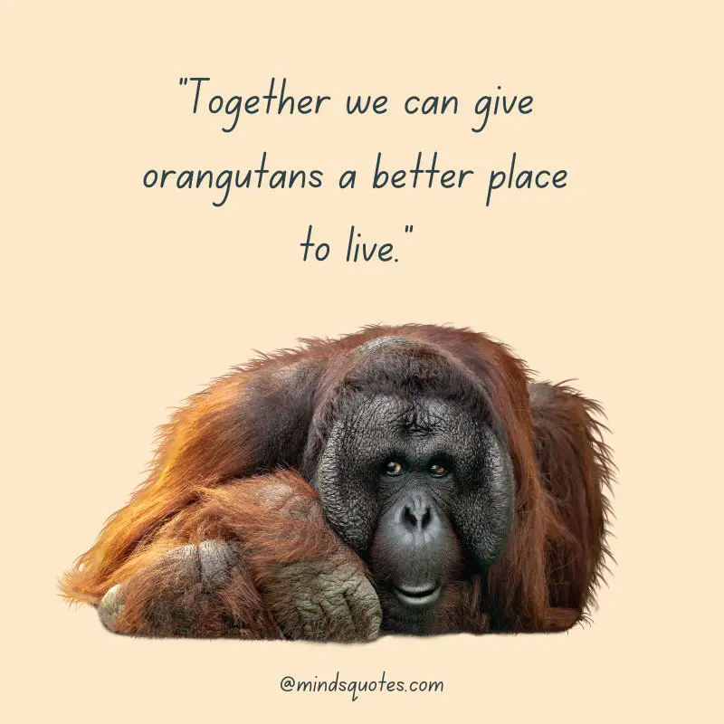 29+ International Orangutan Day Quotes, Wishes & Messages 3 International Orangutan Day Messages
