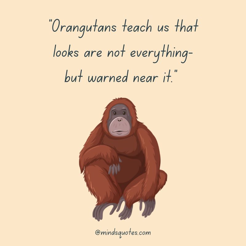 29+ International Orangutan Day Quotes, Wishes & Messages 7 International Orangutan Day Quotes