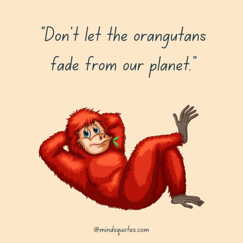 29+ International Orangutan Day Quotes, Wishes & Messages 9 International Orangutan Day Slogans