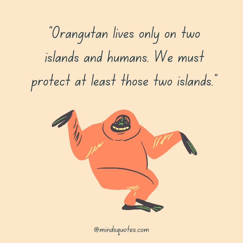 29+ International Orangutan Day Quotes, Wishes & Messages 12 International Orangutan Day Wishes