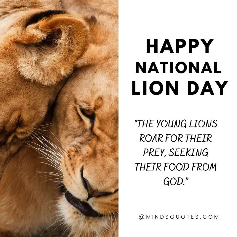 55+ Famous National Lion Day Quotes, Wishes & Messages 12 National Lion Day Wishes