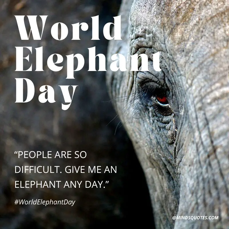 45 + Famous World Elephant Day Quotes, Wishes & Messages 13 World Elephant Day Message