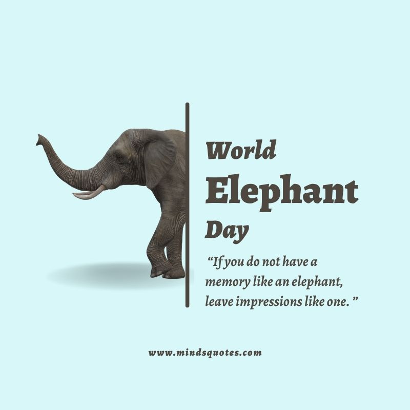 45 + Famous World Elephant Day Quotes, Wishes & Messages 15 World Elephant Day Wishes