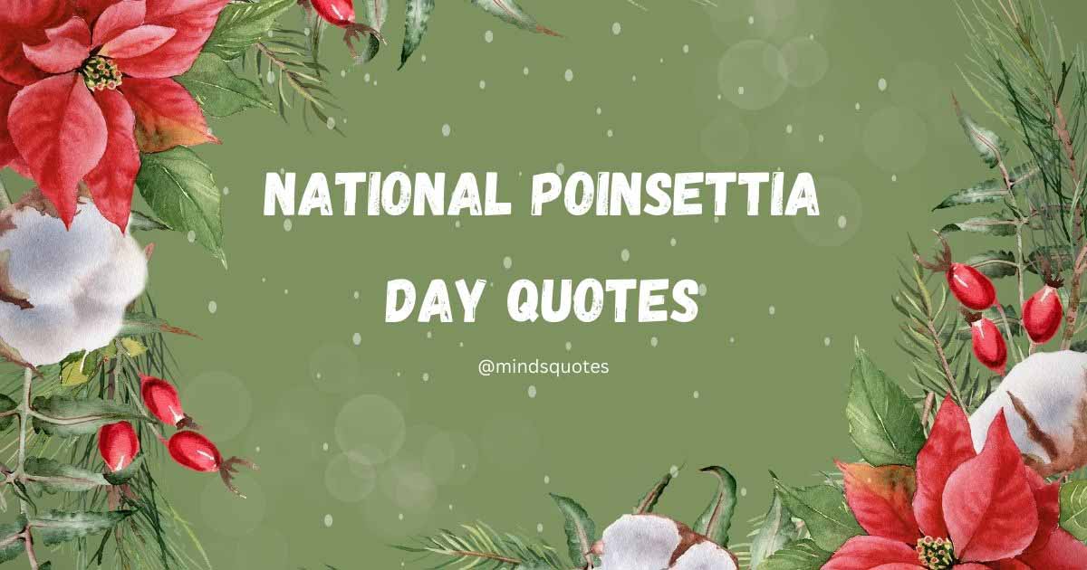 35 BEST National Poinsettia Day Quotes, Wishes & Messages