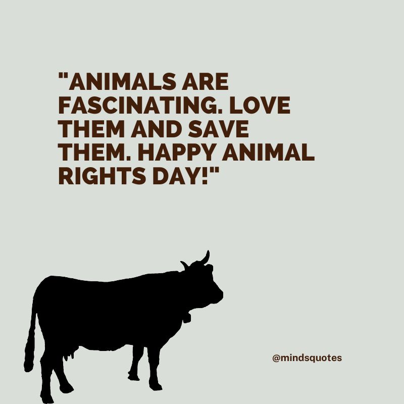 50 Famous International Animal Rights Day Quotes, Messages 8 International Animal Rights Day Wishes