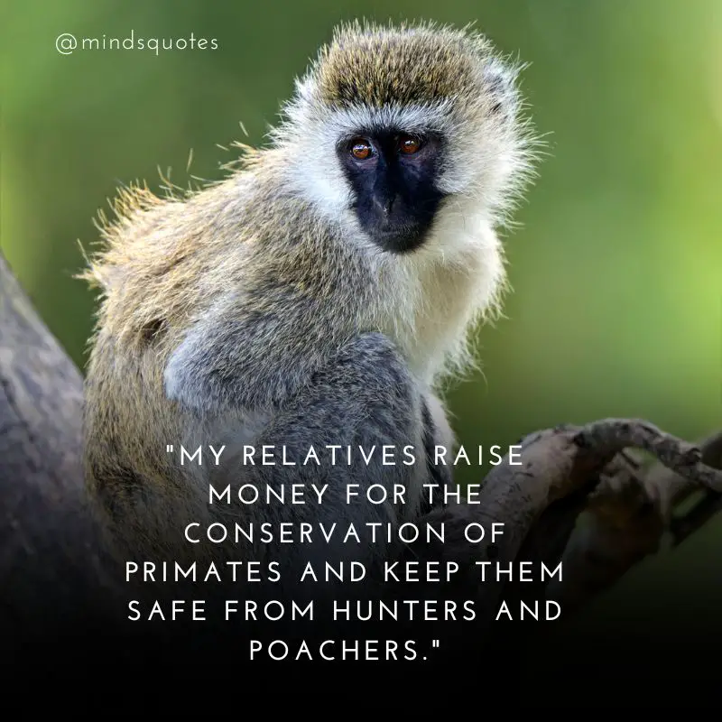 38 Famous Monkey Day Quotes, Messages & Greetings 6 Monkey Day Messages