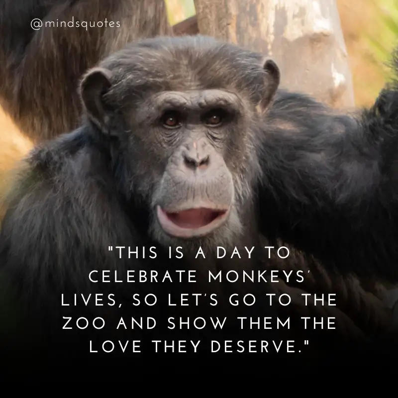 38 Famous Monkey Day Quotes, Messages & Greetings 5 Monkey Day Messages