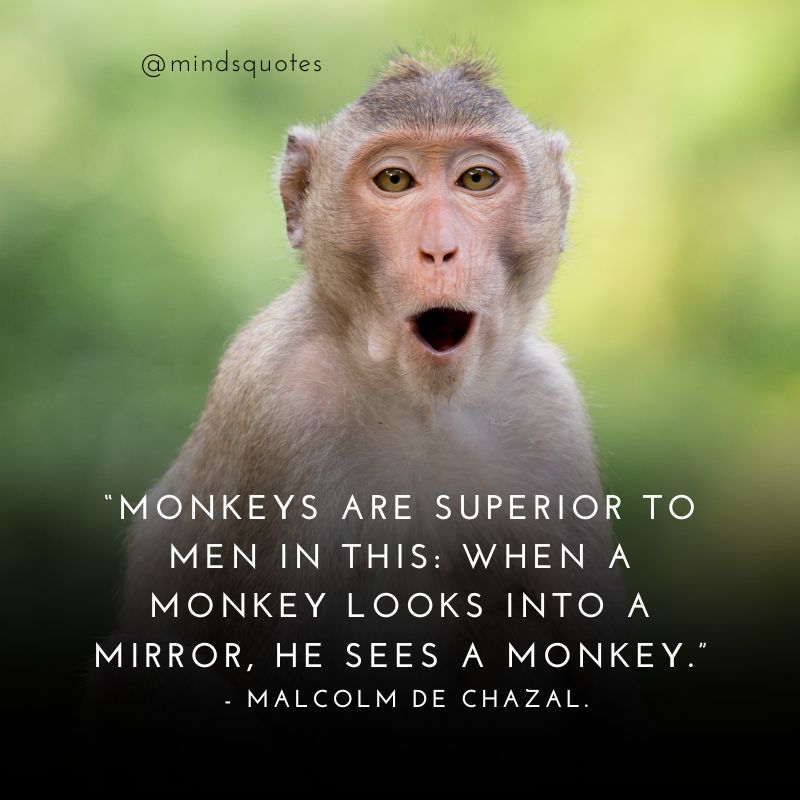 Monkey Day Quotes