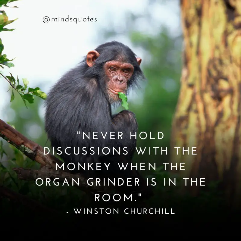 38 Famous Monkey Day Quotes, Messages & Greetings 2 Monkey Day Quotes