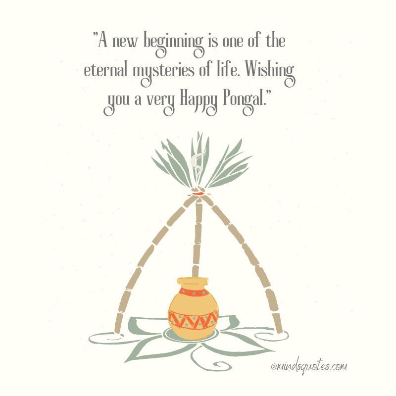 50 Happy Pongal Festival Quotes, Wishes, Messages, Greetings 6 Happy Pongal Festival Messages