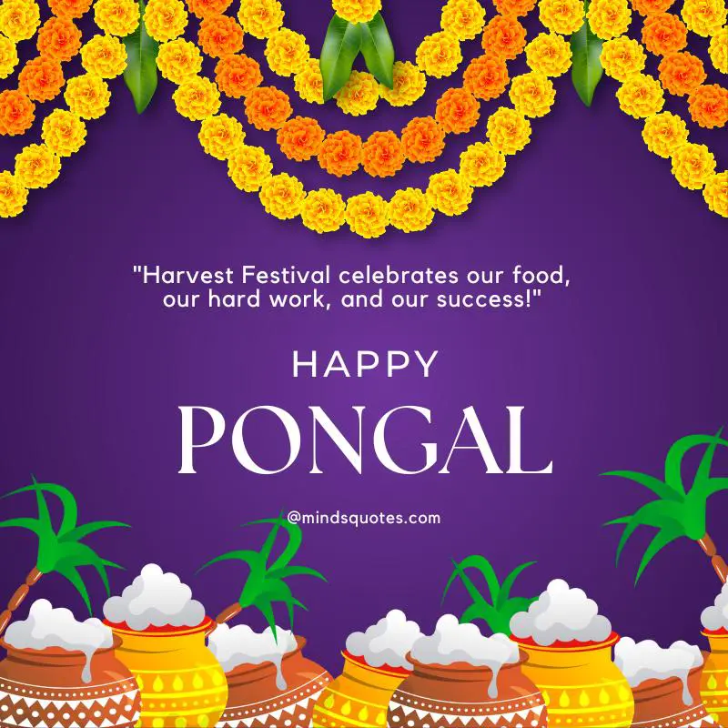 50 Happy Pongal Festival Quotes, Wishes, Messages, Greetings 5 Happy Pongal Festival Wishes
