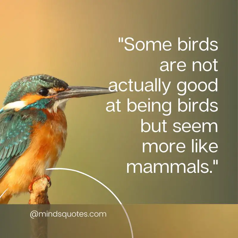 50 National Bird Day Quotes, Wishes & Messages, Slogans 7 National Bird Day Messages