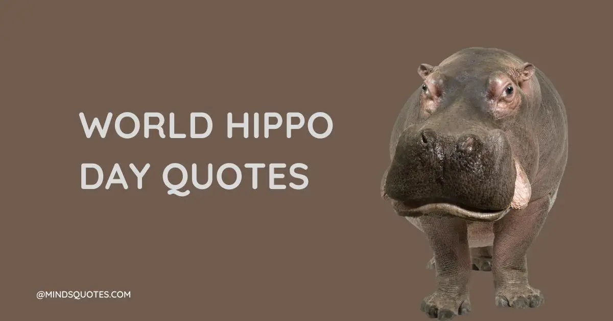 50 World Hippo Day Quotes, Messages & Wishes, Slogans