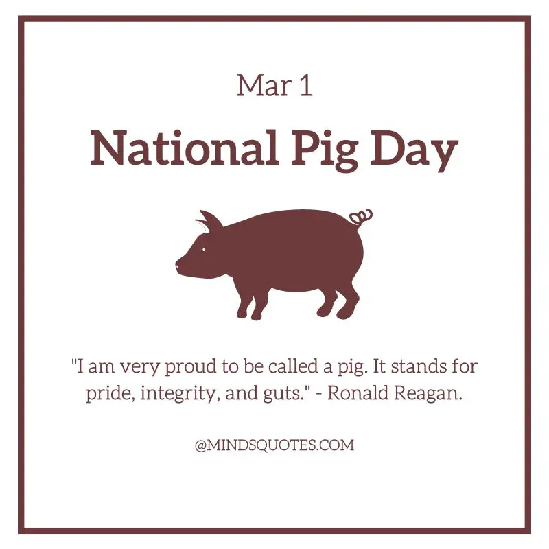 50 Popular National Pig Day Quotes, Wishes & Messages 3 National Pig Day Quotes
