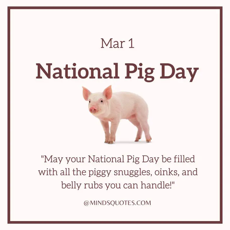 50 Popular National Pig Day Quotes, Wishes & Messages 4 National Pig Day Wishes
