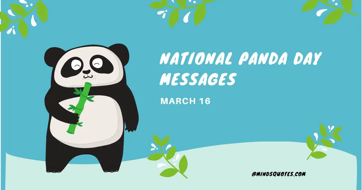 35 Popular National Panda Day Messages, Quotes & Wishes